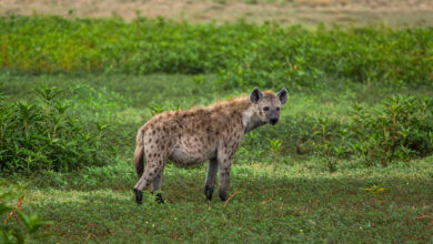 Investigating the Hanging Hyena: A Novel Creature Peculiarity